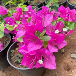 Bougainvillea Flower Plant