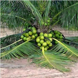 Ganga Bondam Coconut Plant1