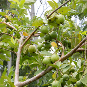 Guava Fruit Plant