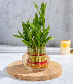 Lucky Bamboo Plant