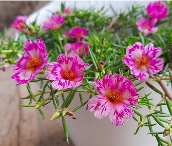 Portulaca Plant