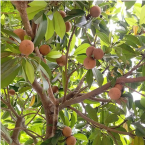 Sapota Fruit Plant