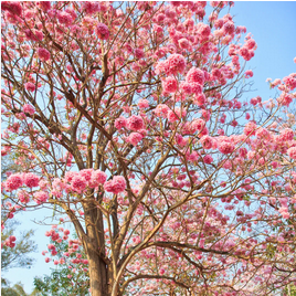 Tabebuia Rosea Plant